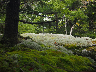 appalachian trail 1735.jpg