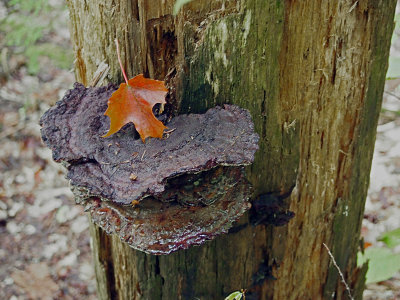 appalachian trail 1998.jpg