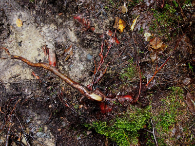 appalachian trail 2005.jpg