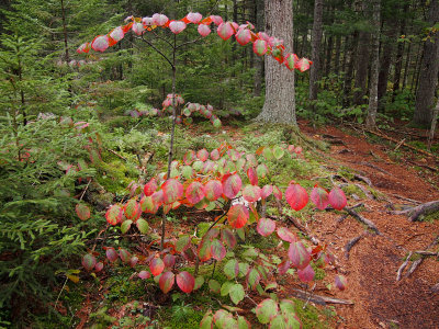 appalachian trail 2035.jpg