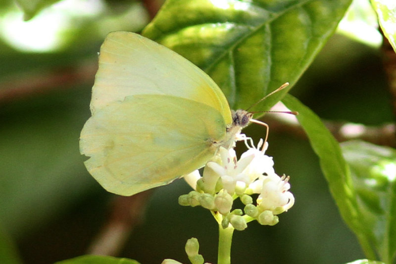 Lyside Sulphur.KeyWest.May 2013.jpeg