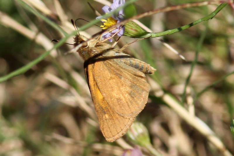 4Nov2013_skipper1a.jpeg