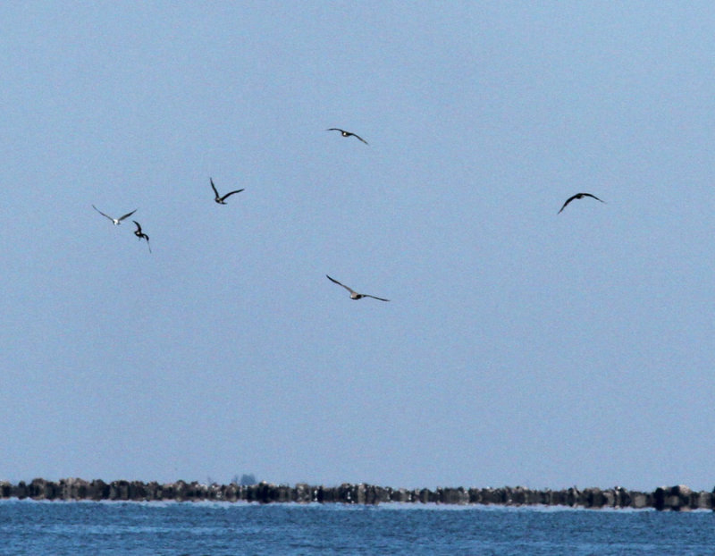 Four jaegers on a Laughing Gull