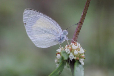 Butterflies, Key West and Dry Torgtugas, May 2013