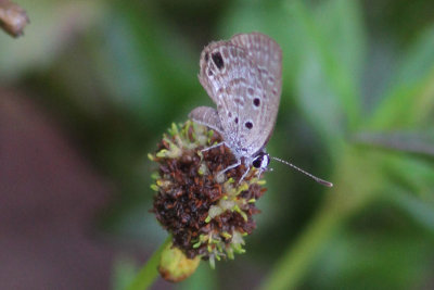 Ceraunus Blue.KeyWest.May 2013.jpeg