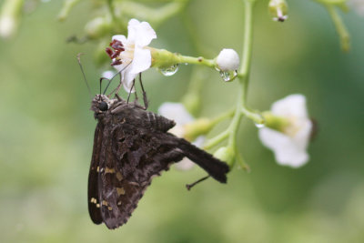 Dorantes Skipper. KeyWest.May 2013.jpeg