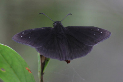 Florida Duskywing.KeyWest.May 2013.jpeg