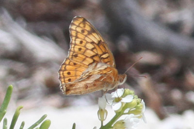 Variegated Fritillary.KeyWest.May 2013.jpeg