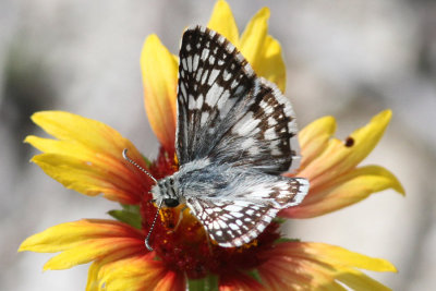 White Checkered Skipper.KeyWest.May 2013.jpeg