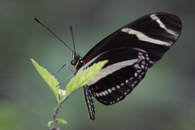 Butterflies, Key West and Dry Torgtugas, May 2013