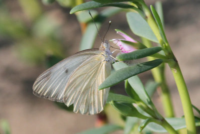 Great Southern White (?)