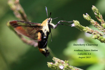 Snowberry Clearwing Moth, Hemaris diffinis