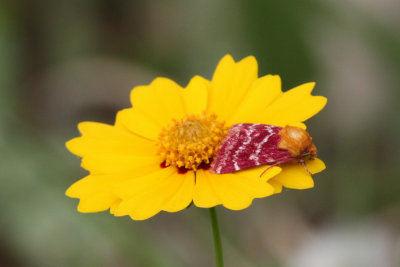 Indian Blanket Flower Moth, Schinia volupia