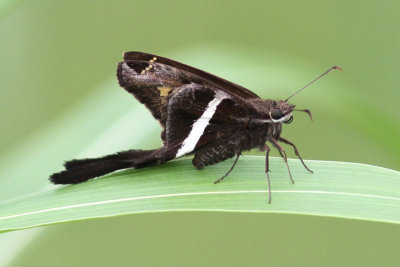 White-striped Longtail  #1