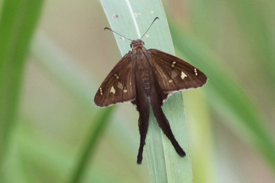 White-striped Longtail  #1