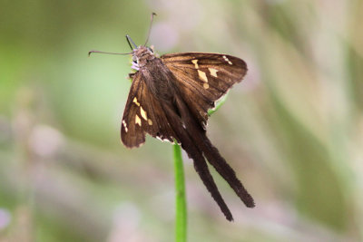 White-striped Longtail  #4