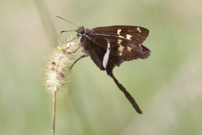 White-striped Longtail  #5
