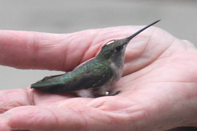 Female Black-chinned, returned Feb 2014