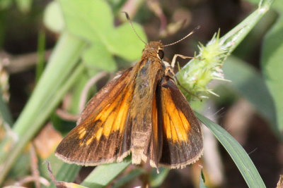 Aaron's Skippers of Cameron Parish