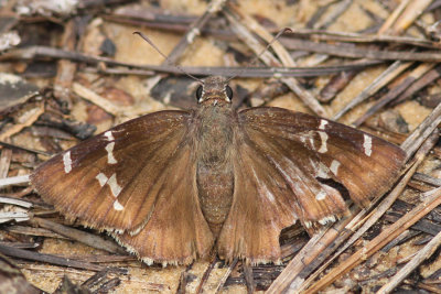 #2  Southern Cloudywing