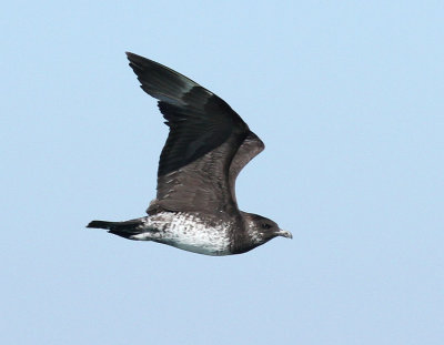 Pomarine Jaeger, Offshore Cameron Parish