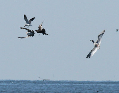 Jaegers teaming up on a Laughing Gull