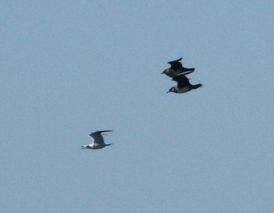 Two jaegers on a Laughing Gull