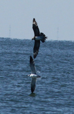 Parasitic Jaeger, adult and Laughing Gull