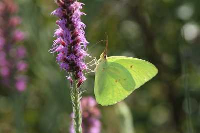 Clear Creek Tract, Cloudless Sulphur