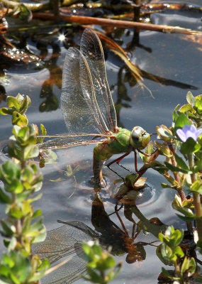 Clear Creek Tract, Common Green Darner