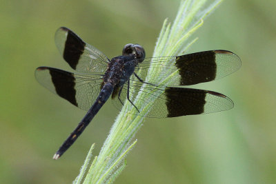 Clear Creek Tract, Band-winged Dragonlet