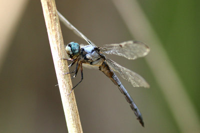 Clear Creek Tract, Great Blue Skimmer