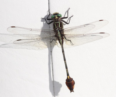 Dragonfly.006.jpeg
