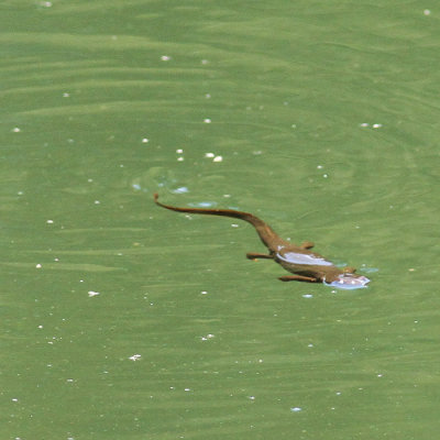 Swimming Salamander