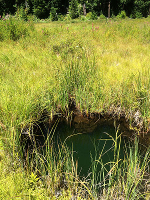 Hole in the floating bog on the west shore.