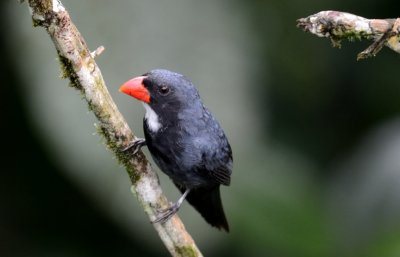 cardinalidae