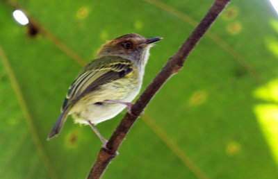 Lophotriccus pileatus.jpg