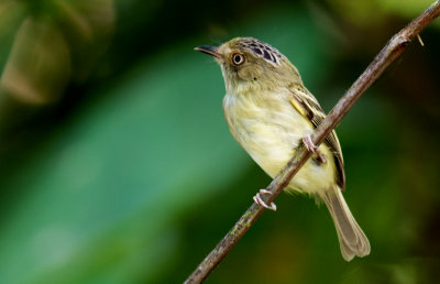 Lophotriccus vitiosus.jpg