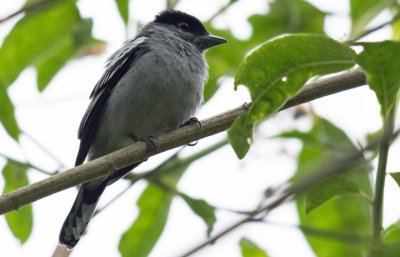 Pachyramphus polychopterus.jpg