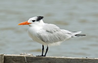 laridae