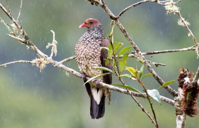 columbidae