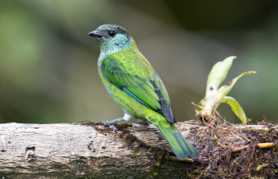 thraupidae