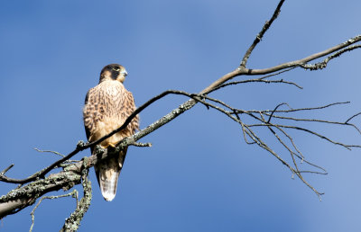 falconidae