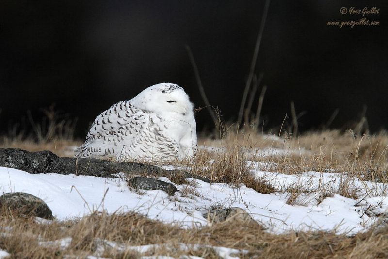 Harfang des neiges #0427.jpg