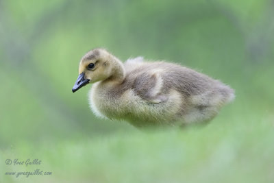 Bébé Bernache du Canada - Baby Canada goose - 1 photo