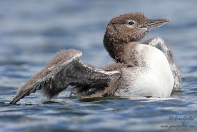 Bébé Plongeon huard #4661.jpg