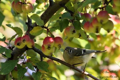 Roitelet  couronne rubis - Ruby-crowned Kinglet - 1 photo