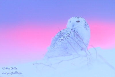 Harfang des neiges - Snowy Owl - 80 photos