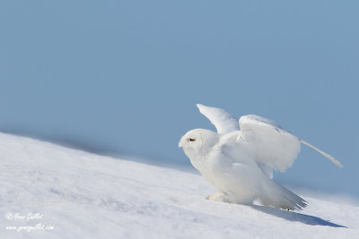 Harfang des neiges mle #1173.jpg