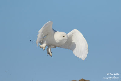Harfang des neiges mâle #1323.jpg